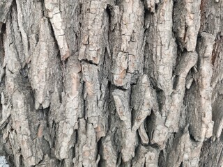 brown background texture of big tree bark