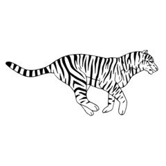 Fototapeta na wymiar Vector hand drawn doodle sketch tiger isolated on white background