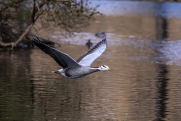 The bar-headed goose, Anser indicus flying over a lake in English Garden in Munich