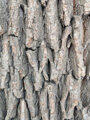 Obraz premium brown background texture of big tree bark