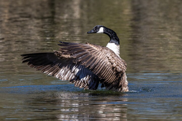 The Canada Goose, Branta canadensis at a Lake near Munich in Germany