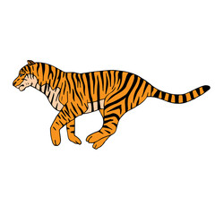 Vector hand drawn doodle sketch colored tiger isolated on white background