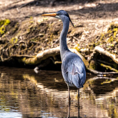 Grey heron, Ardea cinerea, a massive gray bird wading through a flat lake searching for fish