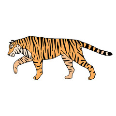 Fototapeta na wymiar Vector hand drawn doodle sketch colored tiger isolated on white background