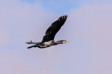 The great cormorant, Phalacrocorax carbo flying in the air