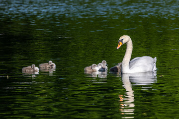 Mute swan family, Cygnus olor swimming on a lake. Mother with babies