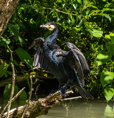 The great cormorant, Phalacrocorax carbo sitting on a branch