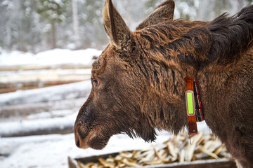 Moose at the wooden fence on the farm on a winter day