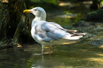 Fototapeta na wymiar The European Herring Gull, Larus argentatus is a large gull