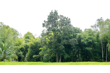Obraz premium View of a High definition Treeline isolated on a white background