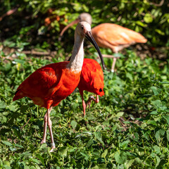 Scarlet ibis, Eudocimus ruber. Wildlife animal in the zoo
