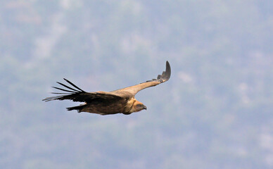 Griffon Vulture (Gyps fulvus), Crete