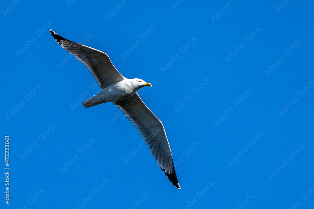 Wall mural The European Herring Gull, Larus argentatus is a large gull