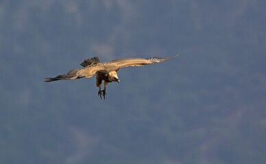 Griffon Vulture (Gyps fulvus), Crete