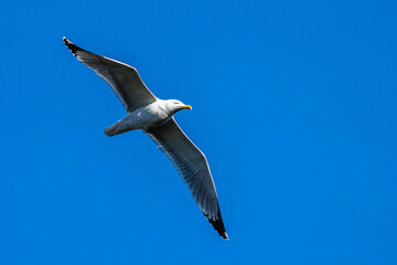 The European Herring Gull, Larus argentatus is a large gull