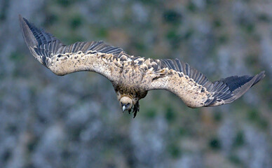 Griffon Vulture (Gyps fulvus), Crete