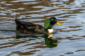 Wild duck or mallard, Anas platyrhynchos swimming in a lake