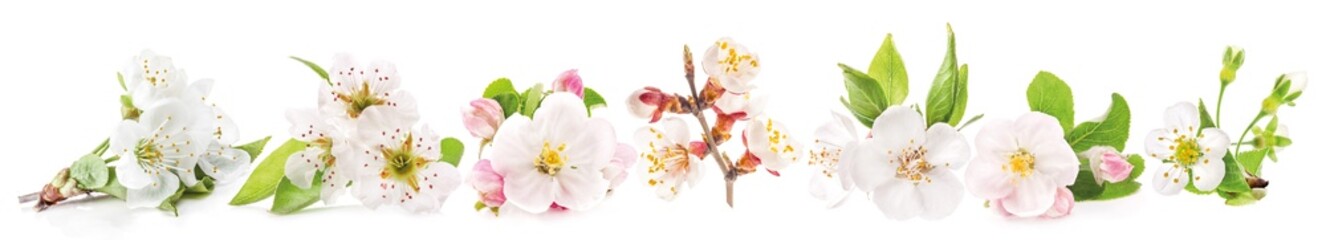 Collection of spring flowers of fruit trees isolated on white background