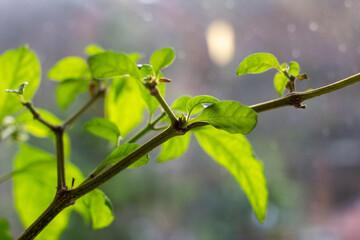 Green Carolina Reaper paper on windowsill