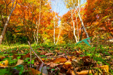 もみじ谷に赤く色づいたきれいな紅葉　福岡県