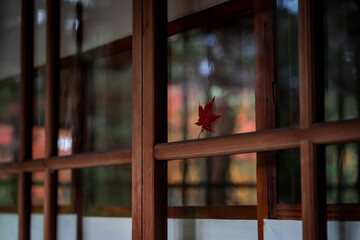 窓に張り付いた紅葉