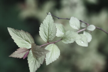stem with fresh wet violet and green leaves with bokeh in the spring garden