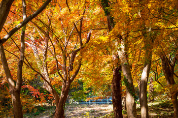 もみじ谷に赤く色づいたきれいな紅葉　福岡県