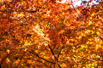 もみじ谷に赤く色づいたきれいな紅葉　福岡県