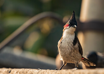 Red Whiskered Bulbul posing for portrait