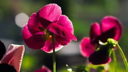 Naklejka premium Macro de magnifiques pétales de fleur de jardin, de différentes variétés