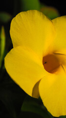 Macro de magnifiques p&eacute;tales de fleur de jardin, de diff&eacute;rentes vari&eacute;t&eacute;s