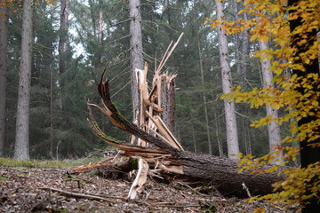 Windbruch. Abgebrochene Fichte im Wald