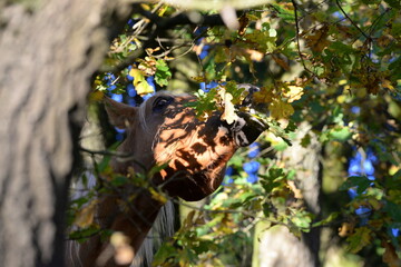 Pferd im herbstlichen Wald
