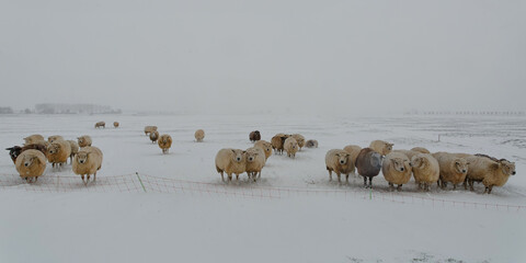 Flock of sheep standing in a cold white winter landscape with snow in the Netherlands