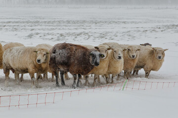 Naklejka premium Flock of sheep standing in a cold white winter landscape with snow in the Netherlands