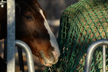 Am Heunetz. Pferd frisst an der Heuraufe © Grubärin