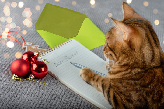 A pensive domestic cat thinks of what to ask Santa Claus.