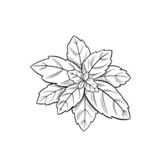 Basil leaves isolated on white background, black outline illustration.