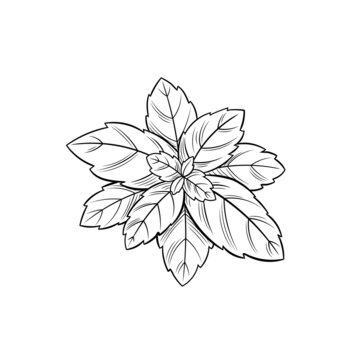 basil plant outline on white background clip art preview