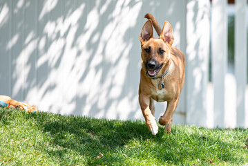 Puppy playing fetch