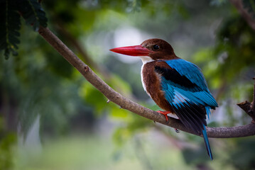 White-throated Kingfisher on branch tree close up shot of bird.