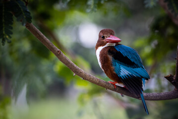 White-throated Kingfisher on branch tree close up shot of bird.