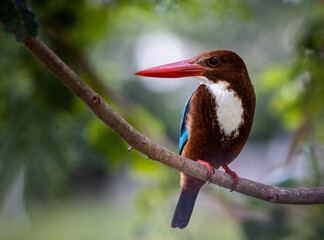 White-throated Kingfisher on branch tree close up shot of bird.