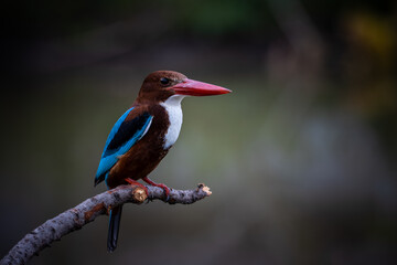 White-throated Kingfisher on branch tree close up shot of bird.