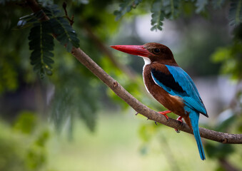 White-throated Kingfisher on branch tree close up shot of bird.