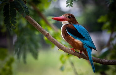 White-throated Kingfisher on branch tree close up shot of bird.