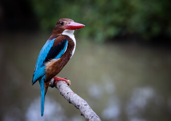 White-throated Kingfisher on branch tree close up shot of bird.