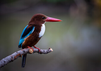 White-throated Kingfisher on branch tree close up shot of bird.