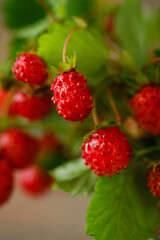 Ripe, fresh wild strawberries on a sunny day close-up