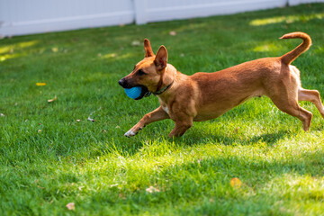 Puppy playing fetch